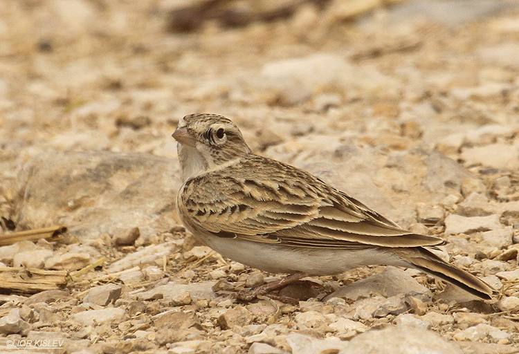 Greater Short-toed Lark ,Eilat Israel ,March 2012. lior kislev     